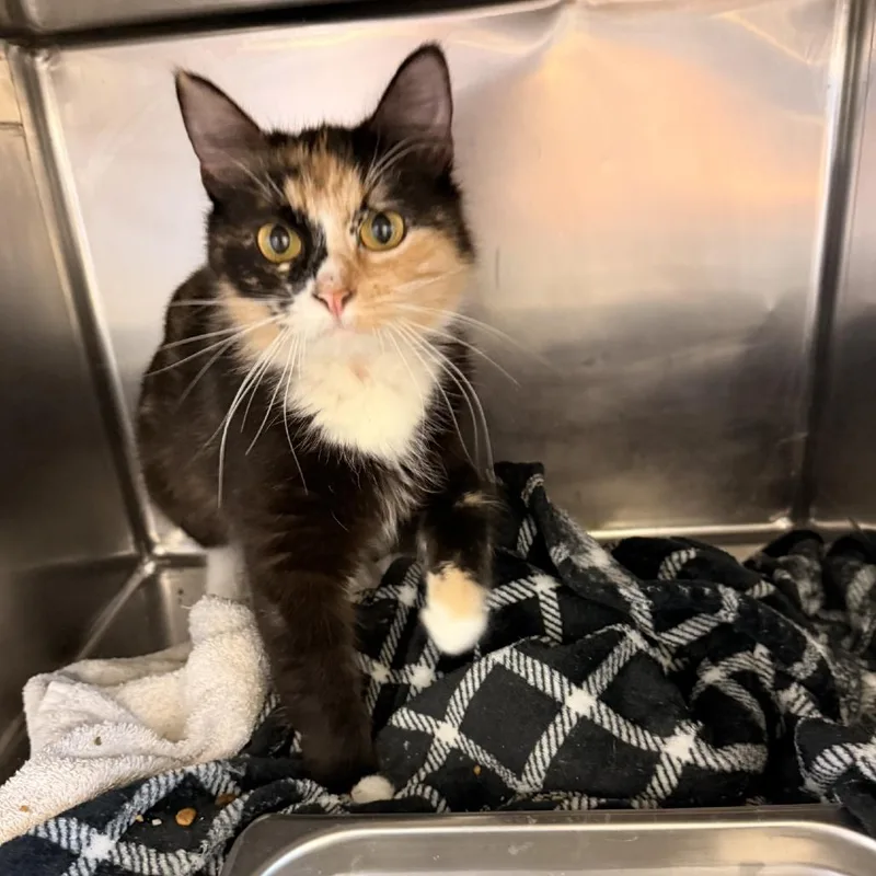 A young medium-sized female Black Domestic Medium Hair cat named Calypso for adoption in Gloucester, VA