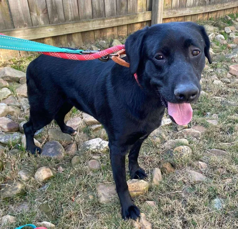 Rhett Butler thumbnail 2