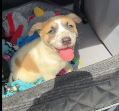 A baby small-sized female Tricolor (Brown, Black, & White) Mixed Breed dog named Nevada Pups: Taco for adoption in Dallas, TX