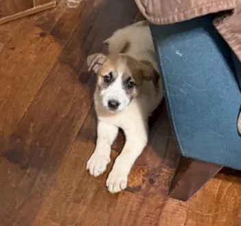 Nevada Pups: Taco thumbnail 3