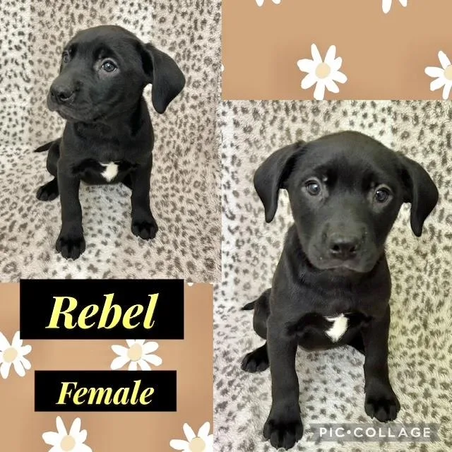 A baby medium-sized female Labrador Retriever dog named Rebel for adoption in Manchester, CT