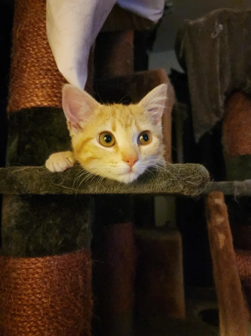 A baby medium-sized female Orange & White Domestic Short Hair cat named Tita for adoption in Mokena, IL