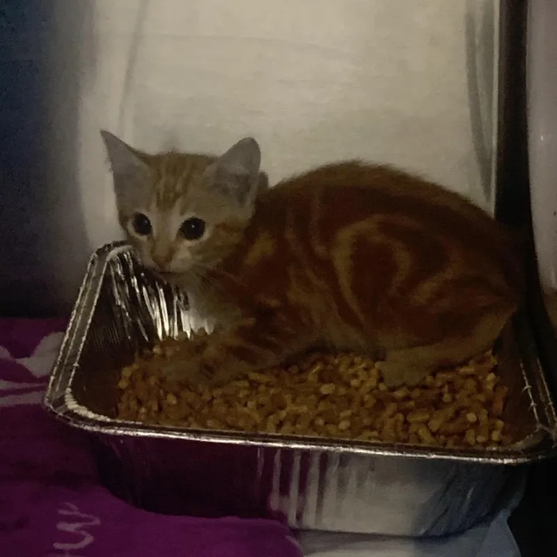 Ginger