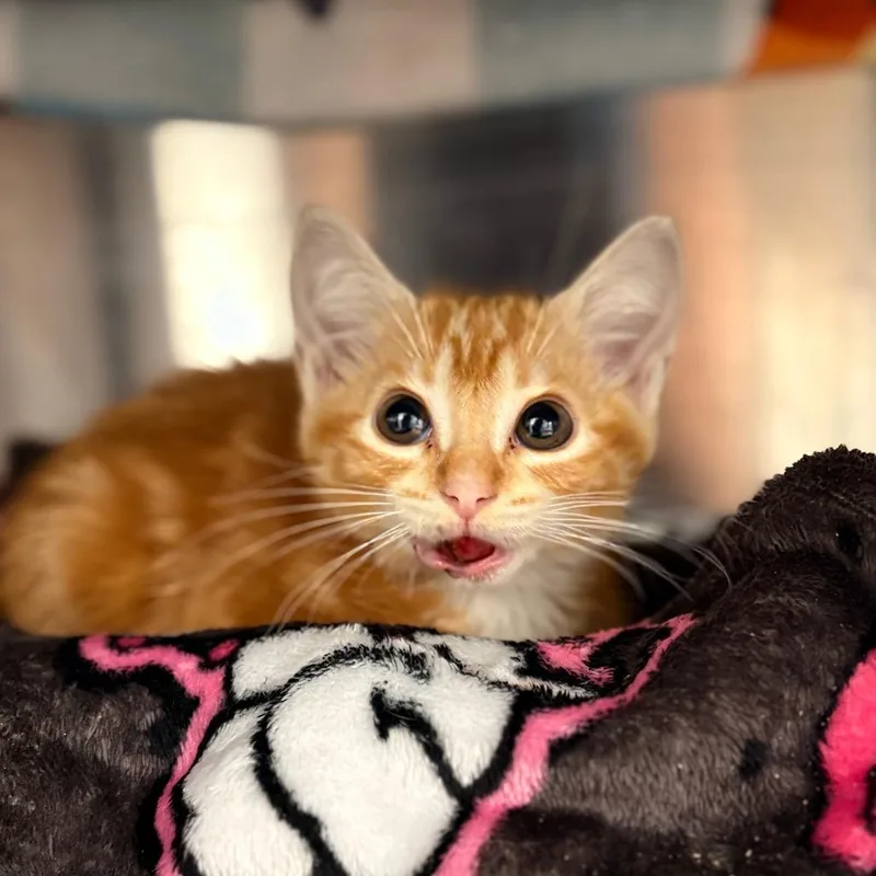Ginger thumbnail 2