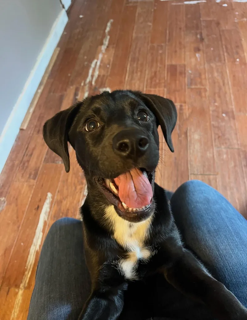 A young medium-sized female Black Labrador Retriever dog named Cerbie for adoption in Monona, WI