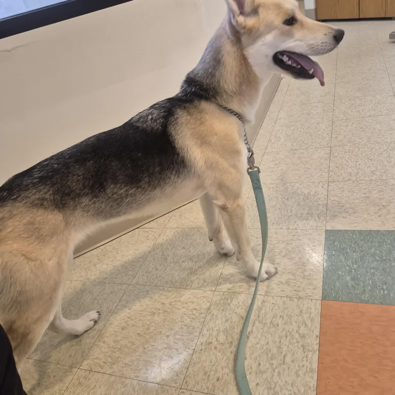 A young medium-sized female Sable German Shepherd Dog dog named Shimmer for adoption in Bluffton, IN