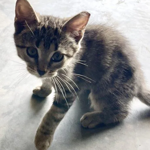 A baby small-sized female Tabby (Gray / Blue / Silver) Domestic Short Hair cat named Bonnie and Cali for adoption in Seven Valleys, PA