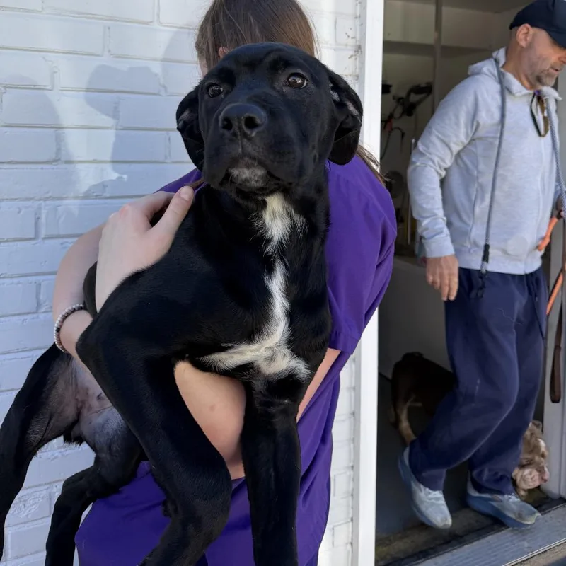 A baby small-sized female Cane Corso dog named Erika for adoption in Northbrook, IL