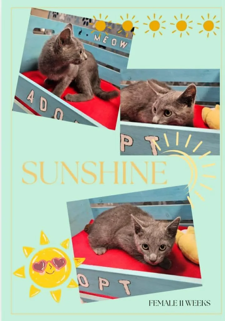 A baby large-sized male Domestic Short Hair cat named Sunshine for adoption in Blountville, TN