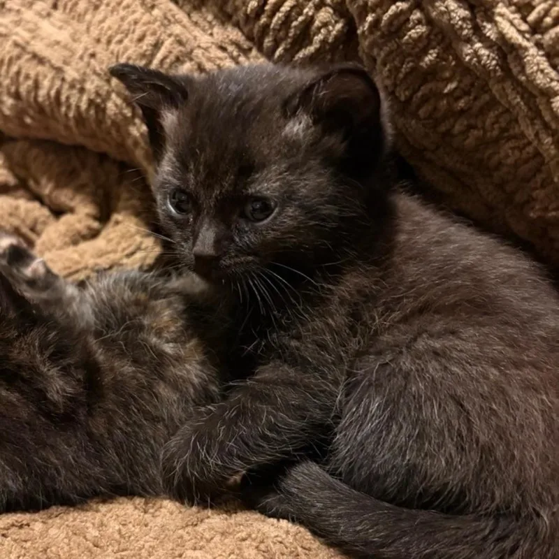 A baby small-sized male Black Domestic Short Hair cat named Mr. Mustard for adoption in Westminster, CA