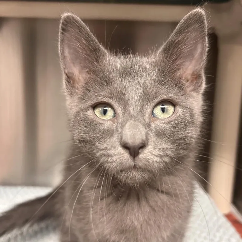 A baby small-sized male Gray / Blue / Silver Domestic Short Hair cat named Cinder for adoption in Hendersonville, NC