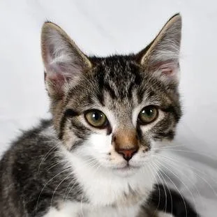 A baby small-sized male White Domestic Short Hair cat named Patch for adoption in Johnson City, TN