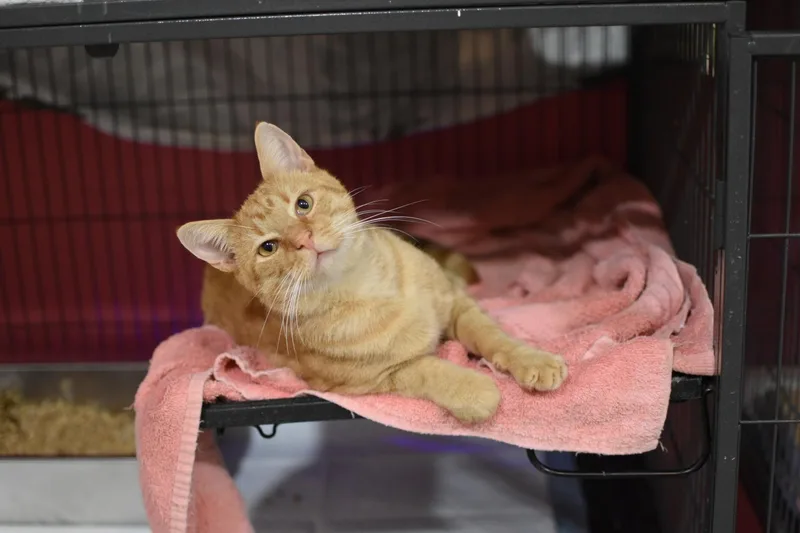 A young medium-sized male Orange / Red Domestic Short Hair cat named Egbert for adoption in Avondale Estates, GA