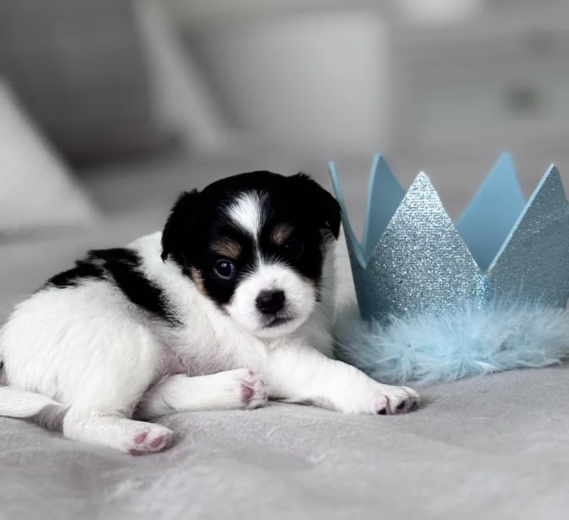 King Charles
