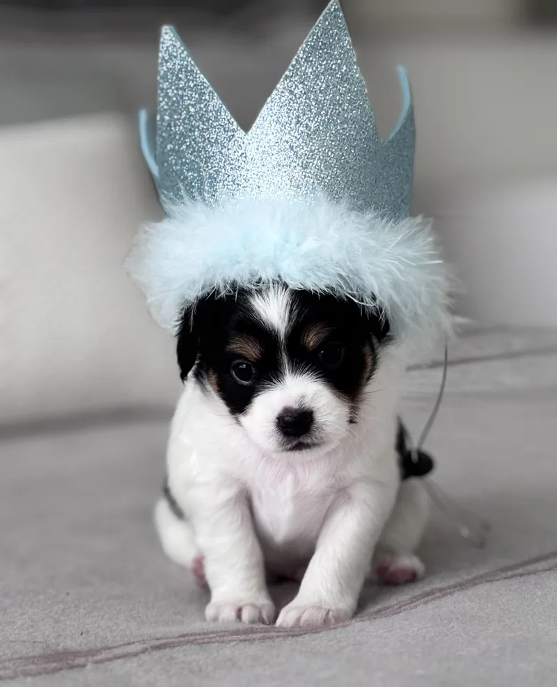 King Charles thumbnail 2