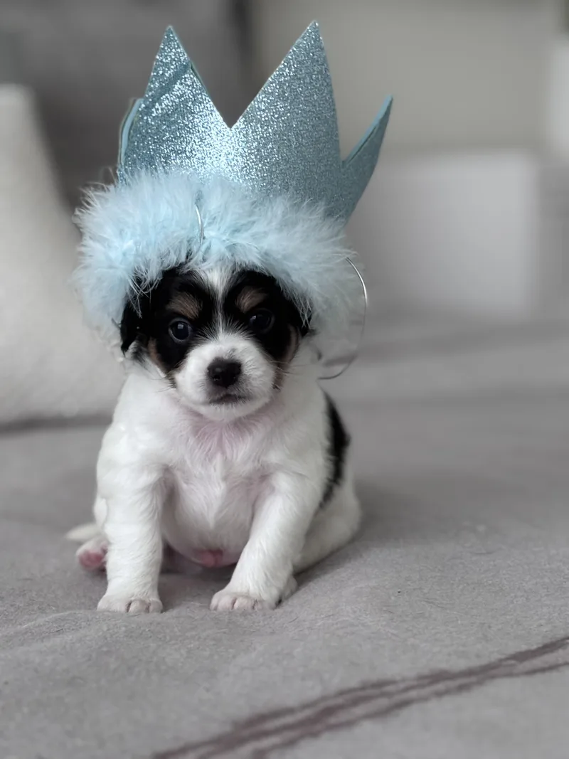 King Charles thumbnail 3