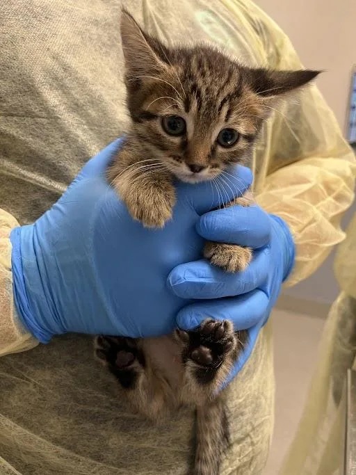 A baby small-sized female Domestic Short Hair cat named O'keeffe for adoption in Las Vegas, NV