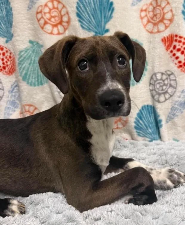 A baby medium-sized male Hound dog named Winston for adoption in North Syracuse, NY