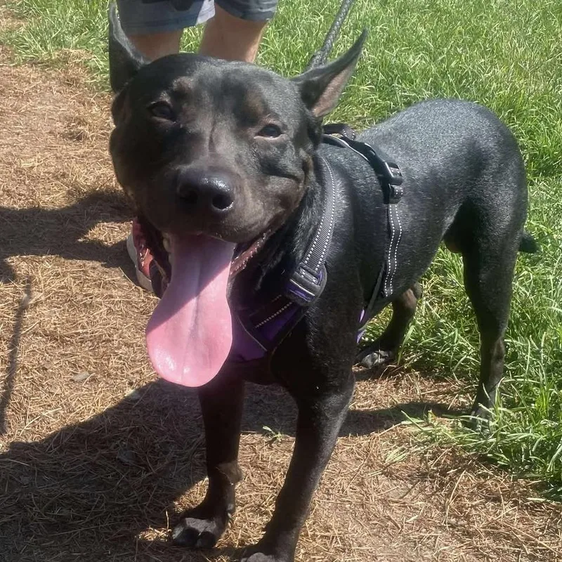 An adult large-sized male Black Mixed Breed dog named Archer for adoption in Huntington, WV