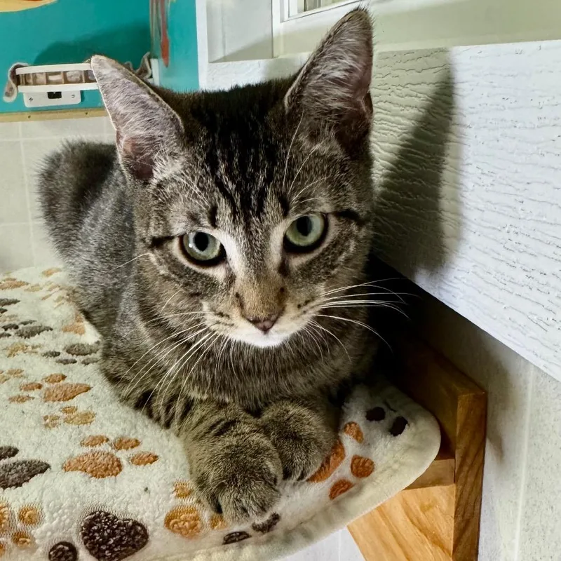 A young small-sized female Brown / Chocolate Domestic Short Hair cat named TigerissNutmeg for adoption in Franklin, NC