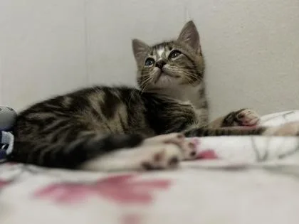A baby small-sized female Domestic Short Hair cat named Bean for adoption in Honolulu, HI