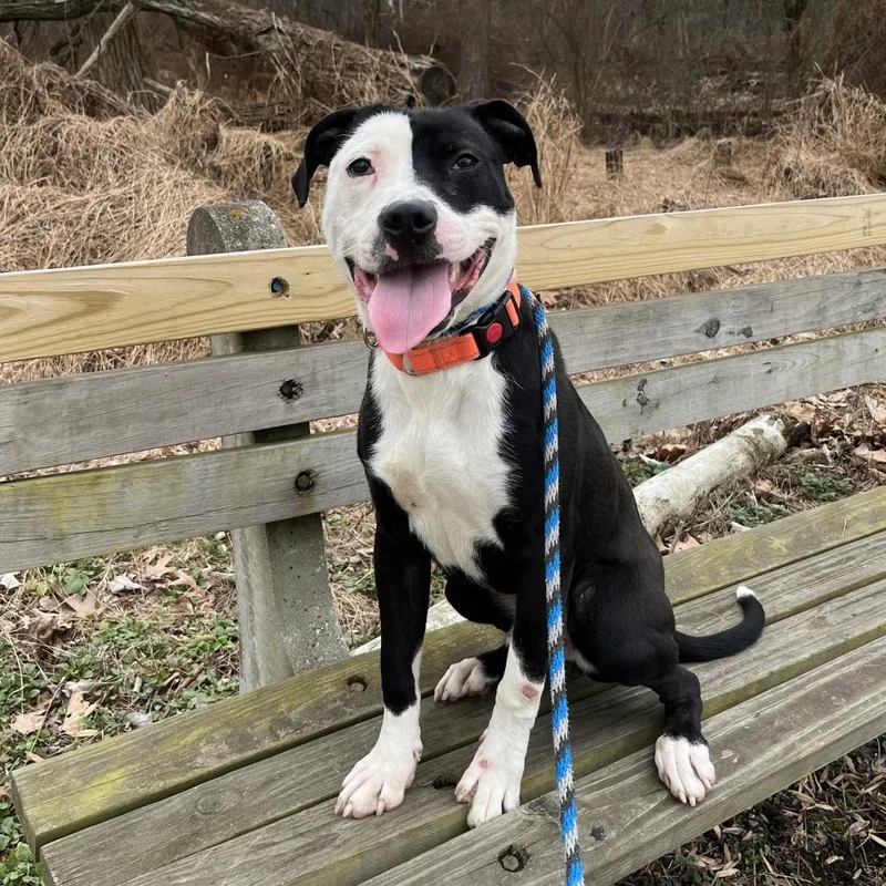 An adult medium-sized male Pit Bull Terrier dog named Skippy for adoption in Birdsboro, PA