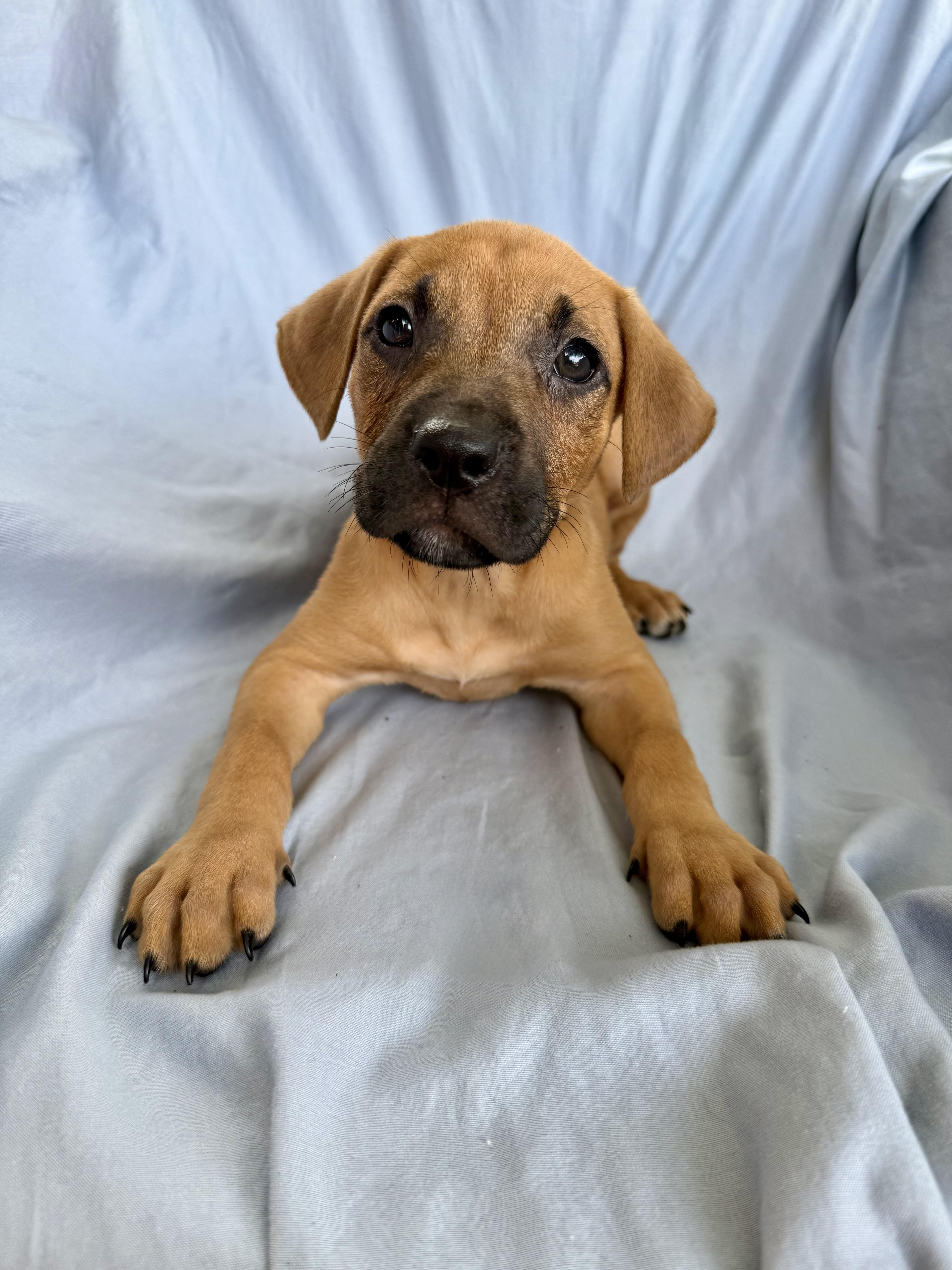 Piper