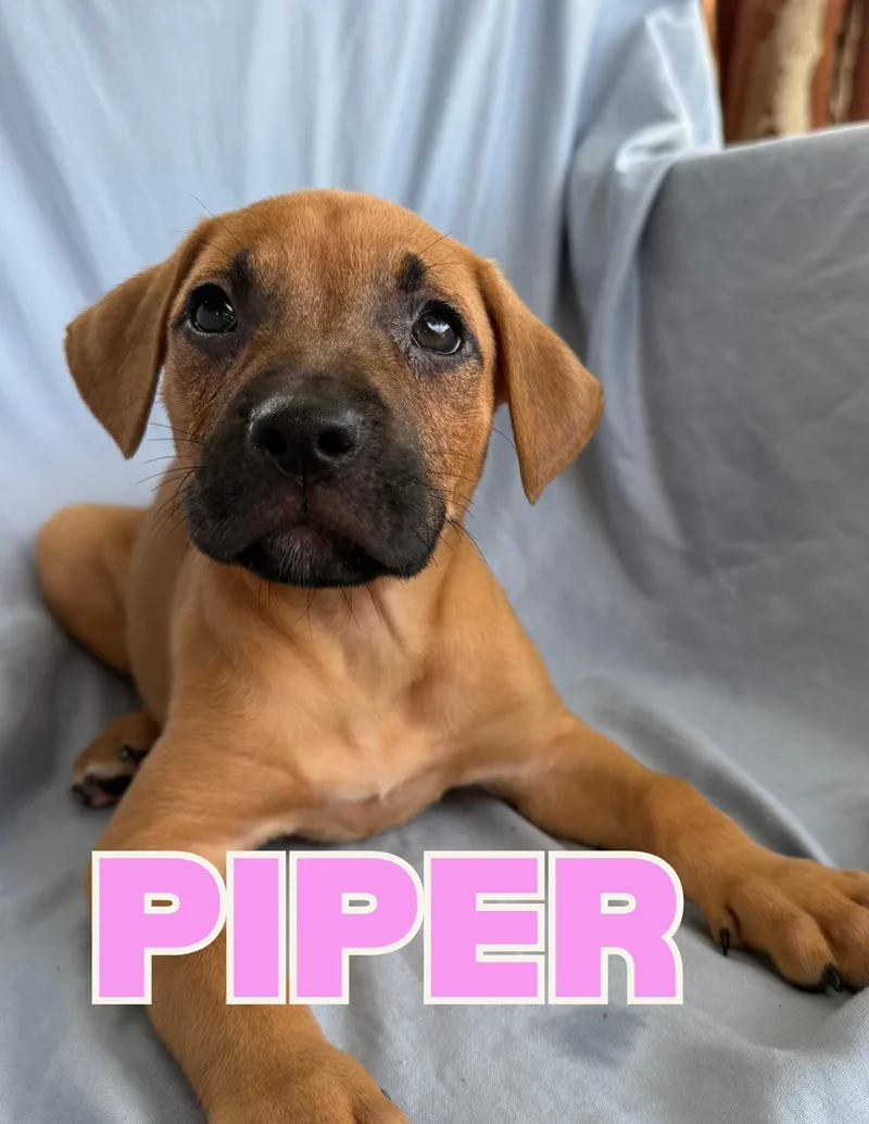 Piper thumbnail 2