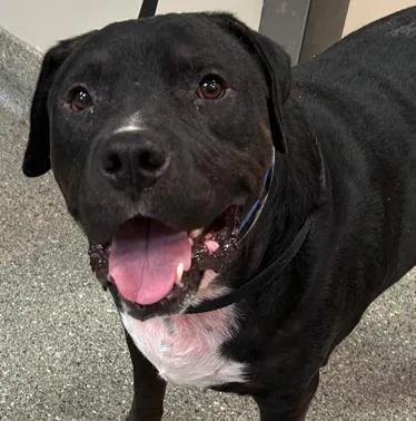 An adult large-sized male Pit Bull Terrier dog named Dex for adoption in Kansas City, MO