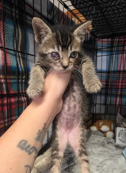A baby small-sized female Domestic Short Hair cat named Kiwi for adoption in Clinton, MO