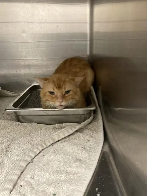 A young medium-sized male Domestic Short Hair cat named Chester for adoption in Saint Peters, MO