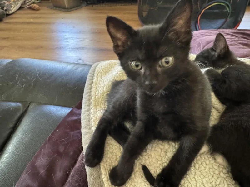 A baby medium-sized male Domestic Short Hair cat named Blossom for adoption in Roseville, CA
