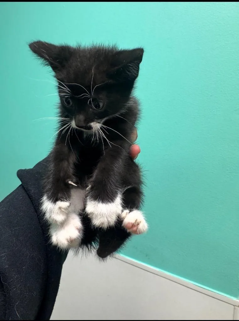 A baby medium-sized female Domestic Short Hair cat named Betty for adoption in Belton, TX