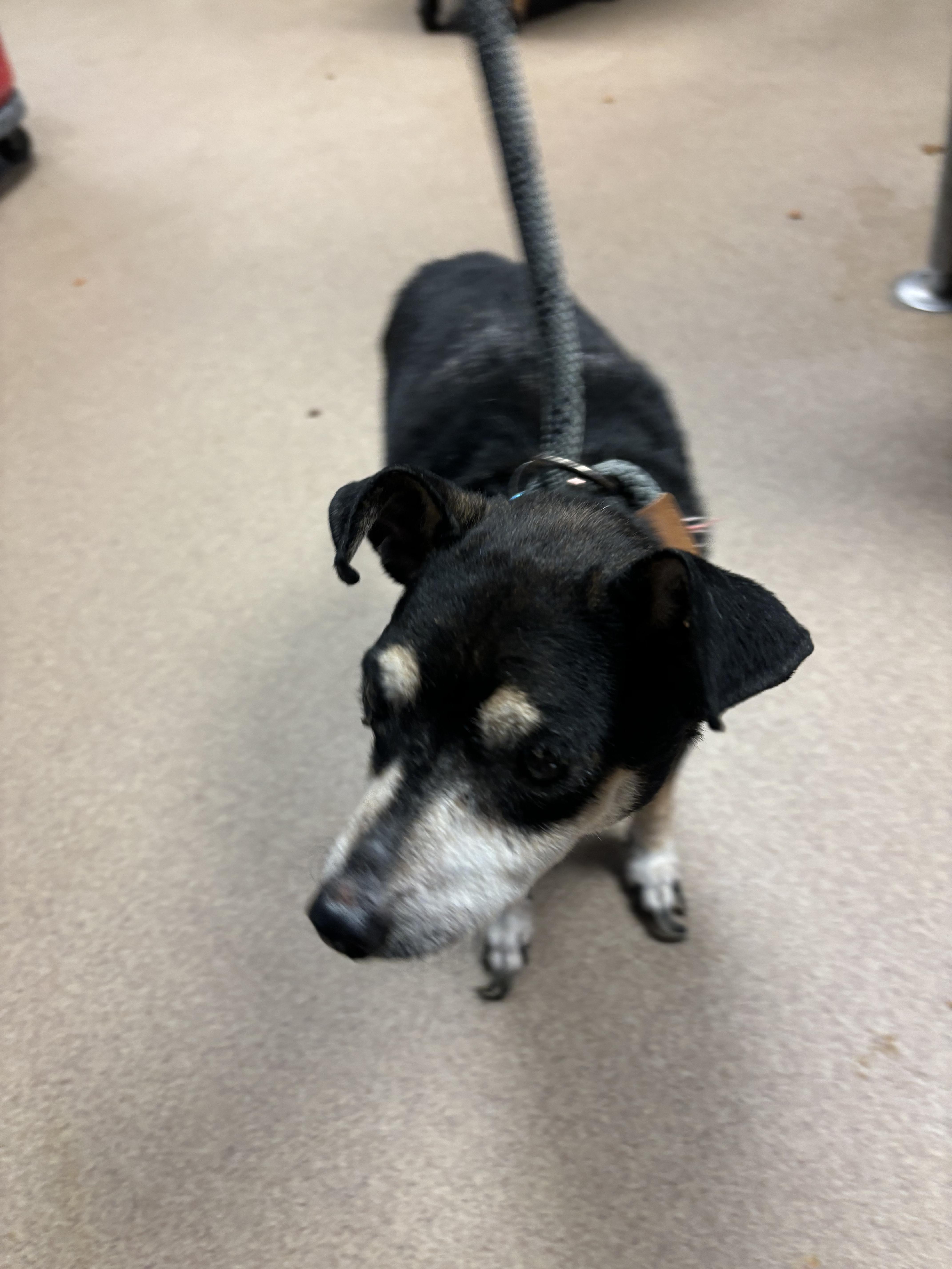 A senior small-sized male Mixed Breed dog named Geo Metro for adoption in Chamblee, GA