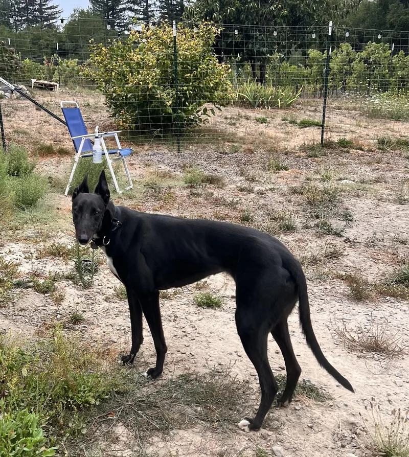 An adult medium-sized female Greyhound dog named Lizzie for adoption in Santa Rosa, CA