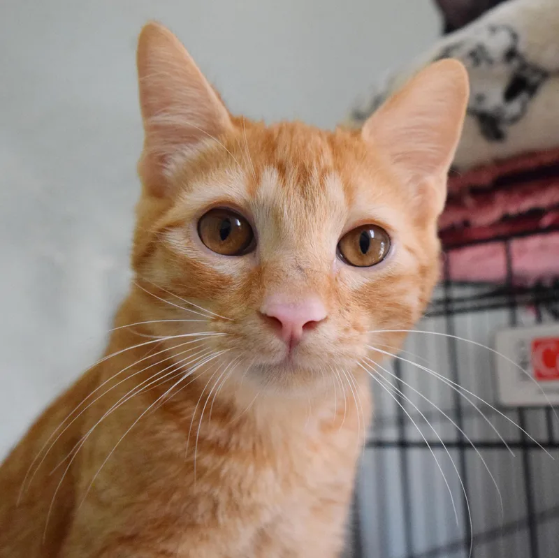 A baby medium-sized male Orange / Red Domestic Short Hair cat named Troy for adoption in Bulverde, TX