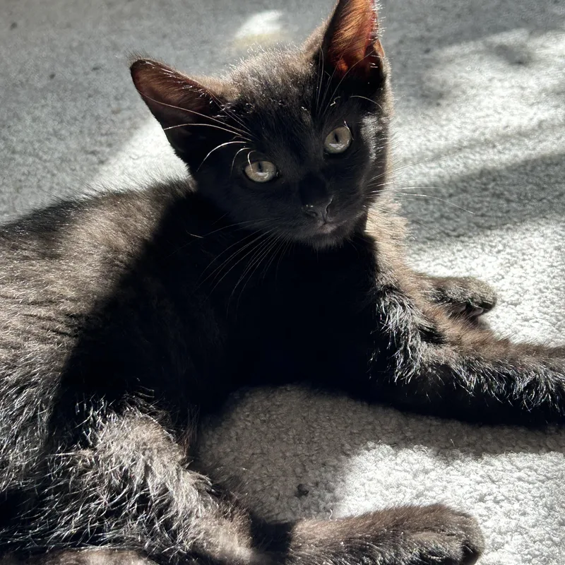 A baby medium-sized male Black Domestic Short Hair cat named Kodiak for adoption in Breinigsville, PA