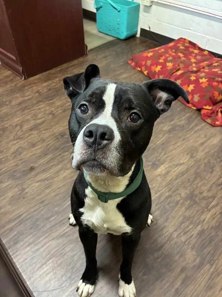 An adult medium-sized male Tricolor (Brown, Black, & White) Pit Bull Terrier dog named Hustle for adoption in Frankfort, NY