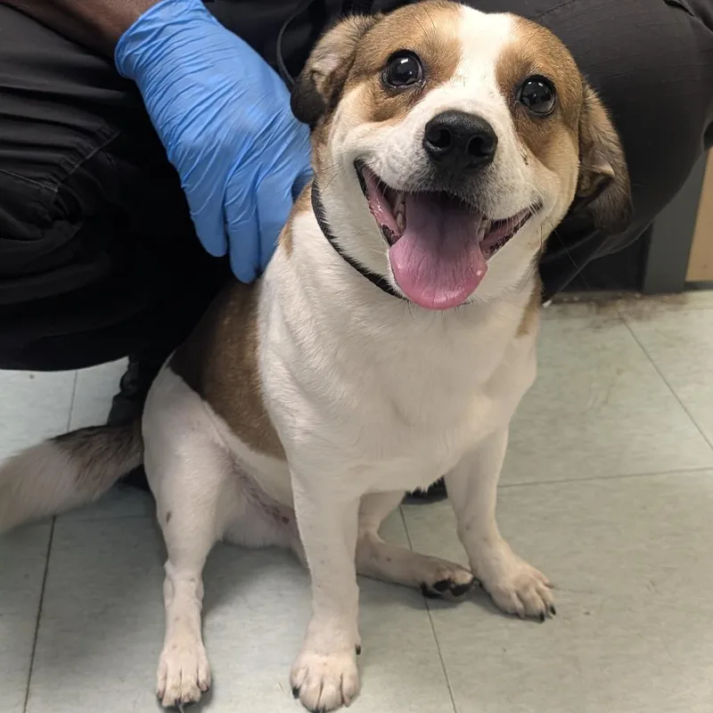 An adult small-sized male White / Cream Mixed Breed dog named Stanley for adoption in Philadelphia, PA