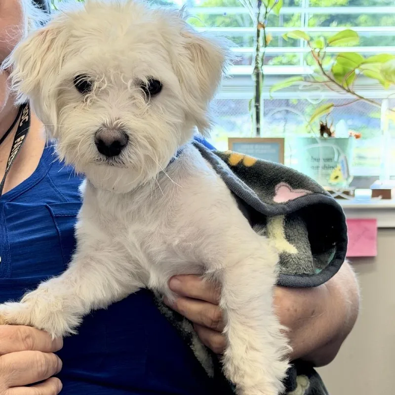 An adult small-sized male White / Cream Maltese dog named Rags for adoption in Tyrone, GA