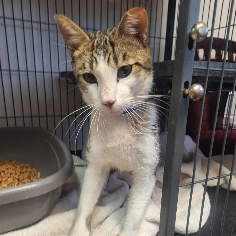A young medium-sized male Brown / Chocolate Domestic Short Hair cat named Loden for adoption in Lakeland, FL