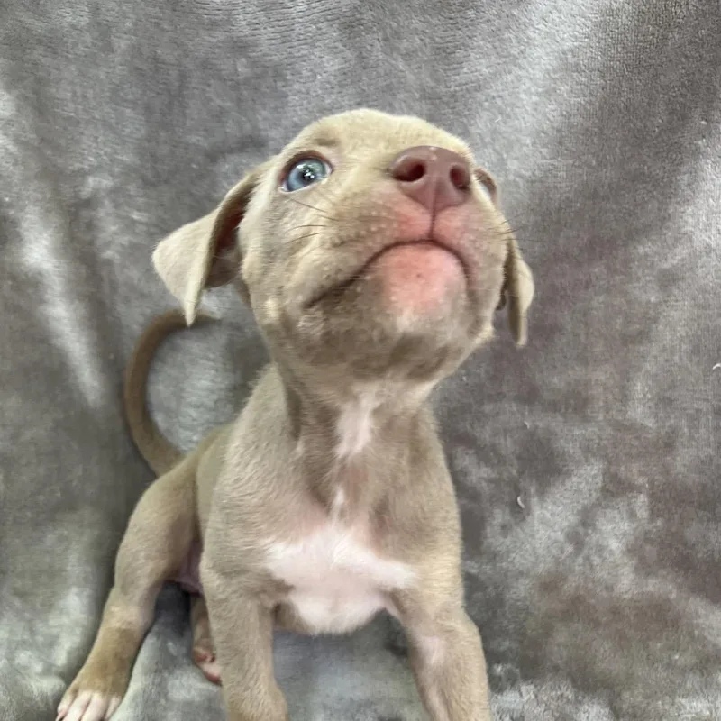 A baby small-sized female Gray / Blue / Silver Mixed Breed dog named Lady Freedom Snorkelsworth for adoption in Pulaski, TN