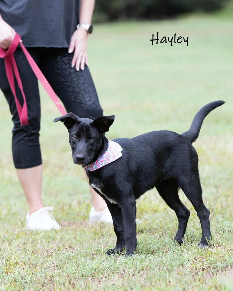 Hayley thumbnail 3
