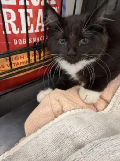 A baby small-sized male Domestic Medium Hair cat named Kaky for adoption in Van Nuys, CA