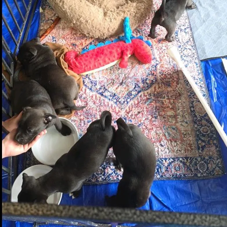 A baby medium-sized male Black Border Collie dog named Sage for adoption in Kansas City, MO