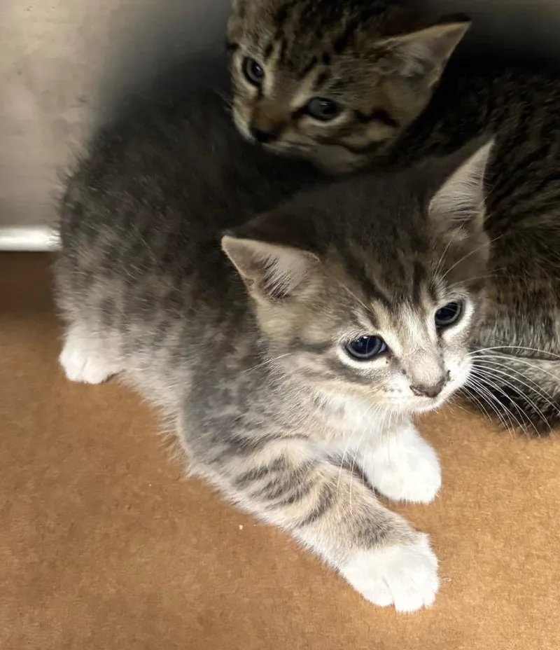 A baby small-sized male Domestic Short Hair cat named Ivory for adoption in Cartersville , GA