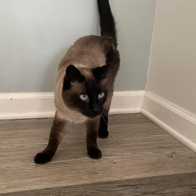 An adult medium-sized male Chocolate Point Siamese cat named Connor for adoption in Holly, MI