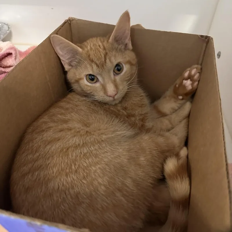 A baby medium-sized male Orange / Red Domestic Short Hair cat named Toast And Jam for adoption in Greensboro, NC