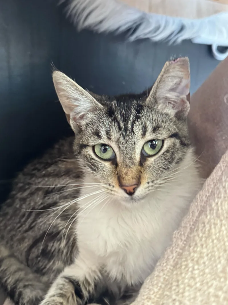 A young medium-sized female Gray / Blue / Silver Domestic Short Hair cat named Maxine for adoption in Pacific Palisades, CA