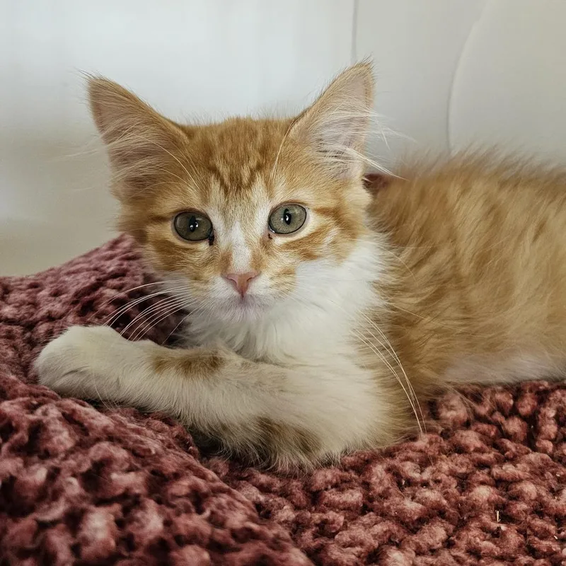 A baby small-sized female Orange / Red Domestic Long Hair cat named Bindi for adoption in Monroe, MI